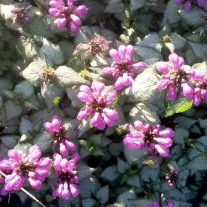 lamium maculatum silver beacon, erbacea perenne