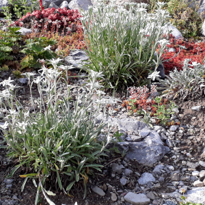 leontopodium alpinum 02