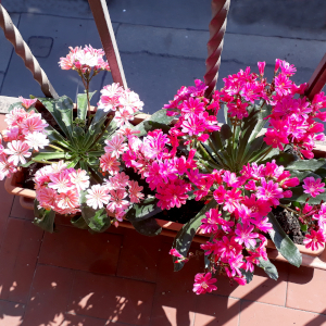 lewisia cotyledon elise 01