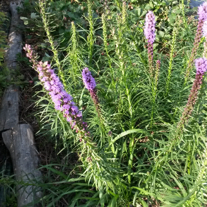 liatris spicata kobold, erbacea perenne