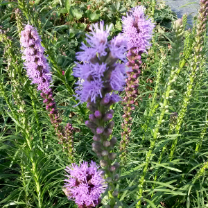 liatris spicata kobold, erbacea perenne