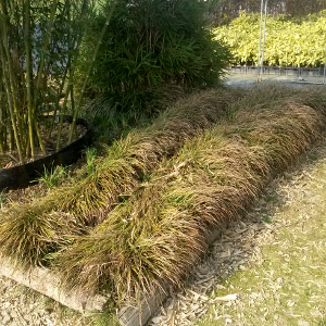 liriope muscari majestic, erbacea perenne