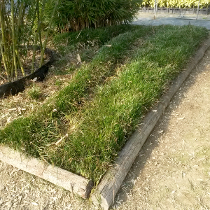 liriope muscari majestic, erbacea perenne