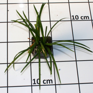 PPEV liriope muscari money maker q710