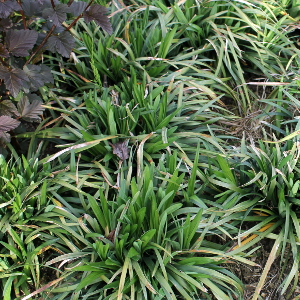 liriope muscari royal purple, erbacea perenne