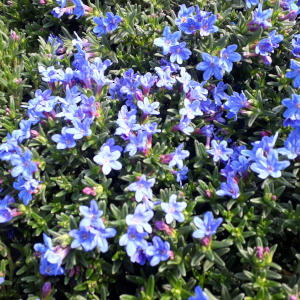 lithodora diffusa heavenly blue 01