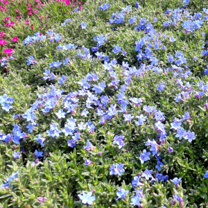 lithodora diffusa heavenly blue 02