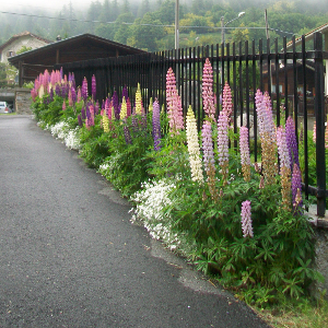 PPE lupinus nanum russel, erbacea perenne