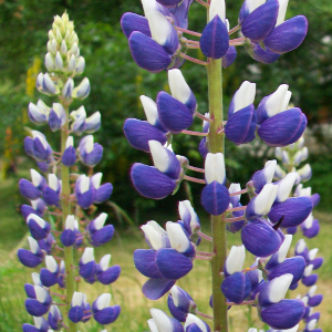 lupinus nanum russel, erbacea perenne