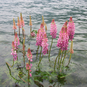 lupinus nanum russel, erbacea perenne