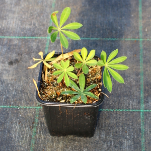 PPEV lupinus nanus russel gallery blu q910