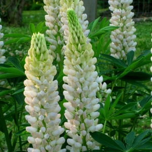 lupinus nanus russel white 01