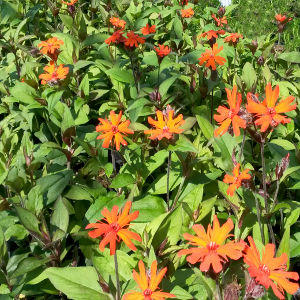 lycnis arkwrightii vesuvius, erbacea perenne