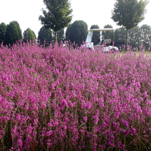 lythrum virgatum dropmore purple 01