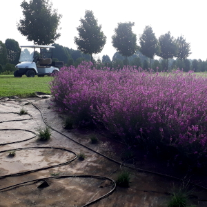 lythrum virgatum dropmore purple 02