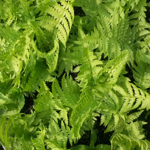 matteuccia struthiopteris, erbacea perenne