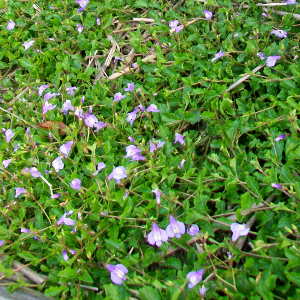 mazus reptans, erbacea perenne