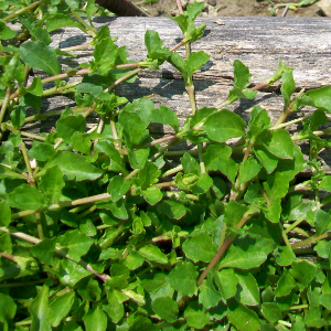 mazus reptans, erbacea perenne