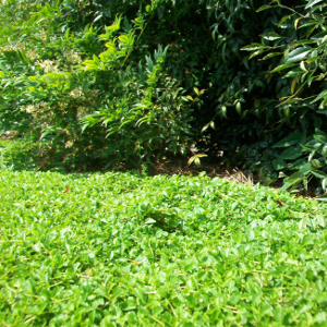 mazus reptans, erbacea perenne