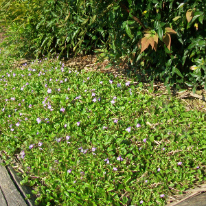 mazus reptans, erbacea perenne