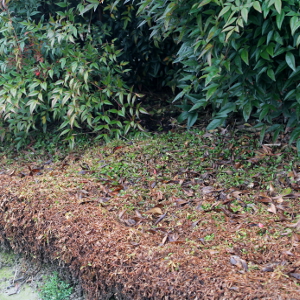 mazus reptans, erbacea perenne