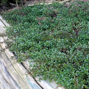 Micromeria thymifolia, erbacea perenne 