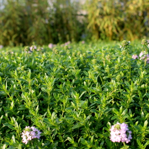 Micromeria thymifolia, erbacea perenne
