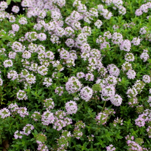 Micromeria thymifolia, erbacea perenne