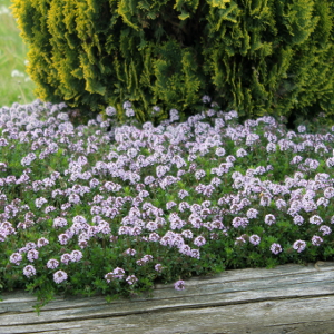 Micromeria thymifolia, erbacea perenne