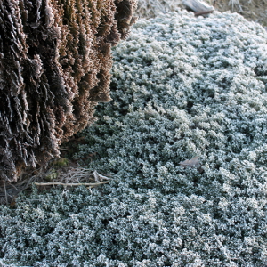 Micromeria thymifolia, erbacea perenne