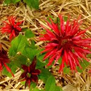 monarda didyma red, erbacea perenne