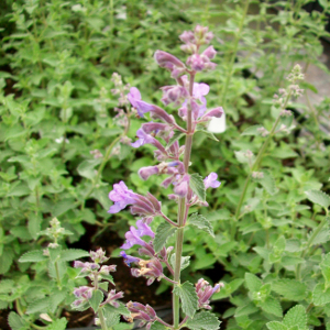 nepeta faassenii walkers low, erbacea perenne