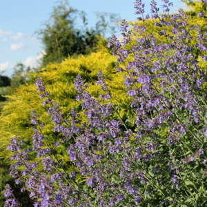 nepeta faassenii walkers low, erbacea perenne