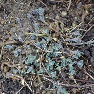 nepeta faassenii walkers low, erbacea perenne