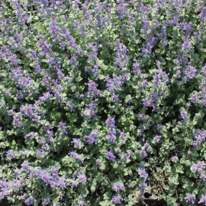 Nepeta faassenii. erbacea perenne