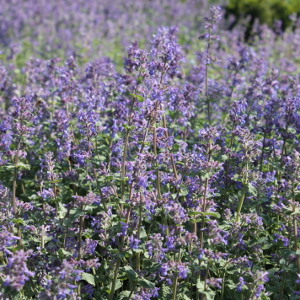 Nepeta faassenii. erbacea perenne