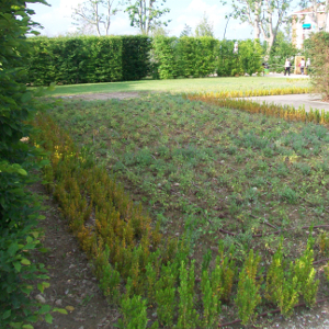 Nepeta faassenii. erbacea perenne