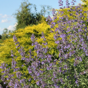 nepeta mussinii walkers law, erbacea perenne