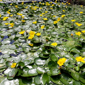 nymphoides peltata 01