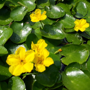 nymphoides peltata 02