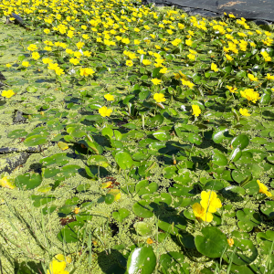 nymphoides peltata 03