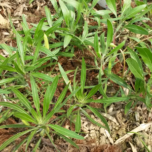 oenothera missouriensis, erbacea perenne
