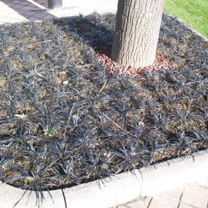  ophiopogon planiscapus niger, erbacea perenne