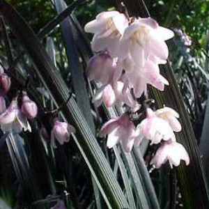  ophiopogon planiscapus niger, erbacea perenne