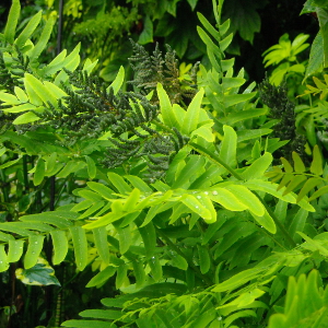 osmunda regalis 01