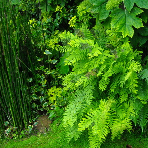 osmunda regalis 02