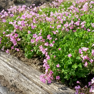 oxalis floribunda, erbacea perenne