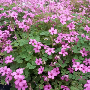 oxalis floribunda, erbacea perenne