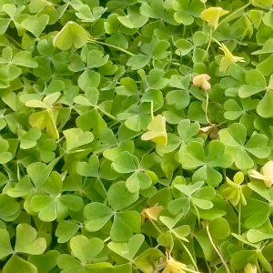 oxalis floribunda, erbacea perenne