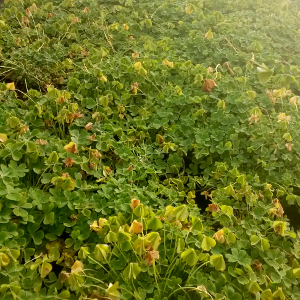 oxalis floribunda, erbacea perenne